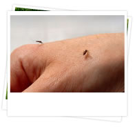 orlando mosquito control services